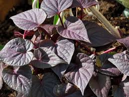 Purple sweet potato vine flower. Photo Of The Leaves Of Sweet Potato Vine Ipomoea Batatas Sweet Caroline Sweetheart Purple Posted By Plantladylin Garden Org