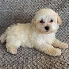 They are powerful, athletic dogs, but have calm, kind dispositions. Maltipoo Puppy For Sale Heavenly Puppies