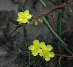 Image result for Corchorus kirkii