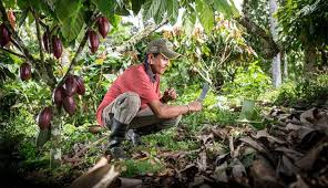 Coffee growers in laos are turning to organic farming. Organic Cocoa Farming Production Barry Callebaut