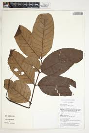 Image result for Landolphia rufescens