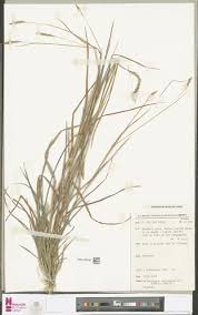 Image result for Triumfetta dekindtiana