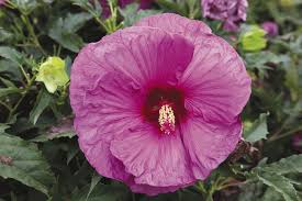 Image result for Hibiscus physaloides