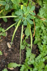 Image result for Microcharis remotiflora