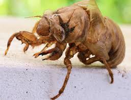 The beetles' entire body shape evolved to resemble the army ants they prey on, and they smell and act like the ants too. Bug Identification Guide To Common Insects With Photos Owlcation