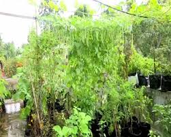 I was never interested in composting from kitchen waste, but after reading many posts here its nice to see the terrace gardening its very beautiful and inspiring. Using No Pesticides This Lady Grows Almost 15 Varieties Of Veggies On Her Rooftop