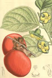 Image result for Diospyros gabunensis