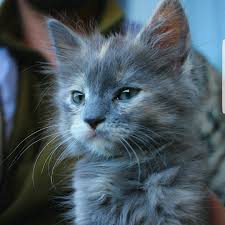 Calico tortoiseshell maine coon cat. Our Mainecoon Calico Mix Lilo Cats