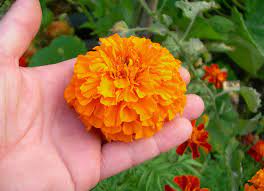 We did not find results for: Ingin Menanam Bunga Marigold Berikut Ini Langkah Langkahnya
