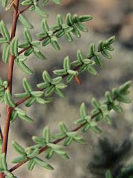 Image result for Pellaea