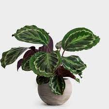How To Care For A Calathea Plant Calathea Plant Plants Plant Care Houseplant