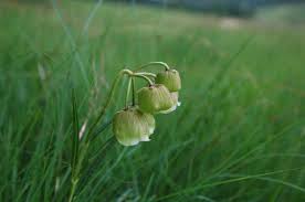 Image result for Pachycarpus concolor