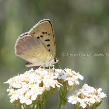 Image result for Embelia libeniana