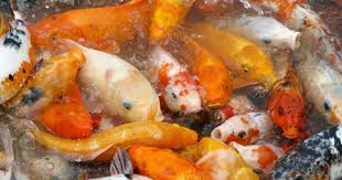 Maybe you would like to learn more about one of these? Langkah Mudah Budidaya Ternak Ikan Koi Untuk Pemula