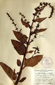 Image result for Rumex nepalensis