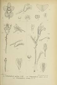 Image result for Didymoplexis