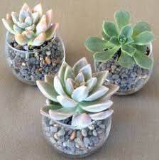 24 Succulent Wedding Favors In Modern Globe Shape Spring Or Summer Wedding Favor In 2020 Succulent Wedding Favors Summer Bridal Shower Favors Summer Wedding Favors