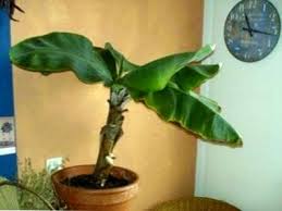 Conseils pour la plantation et l'entretien d'un bananier, cultivé en pot à l'intérieur d'un appartement ou en pleine terre au jardin. Plante D Interieur De Bananier Prendre Soin D Un Bananier A L Interieur Fr Haenselblatt Com