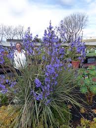 Image result for Aristea