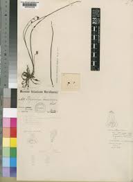 Image result for Polystachya tenuissima