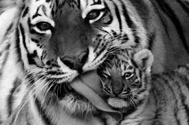 Black And White Tiger Picture Blackandwhite Stripes Black White Tiger Tigers Lick Cubs Animals Wildanimals Photography Cute Animals Animals Wild Animals Beautiful