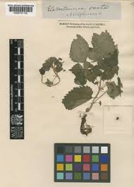 Image result for Lecanthus peduncularis