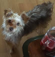 If you're interested in buying a puppy. Morrissey S Designer Dogs Home Facebook