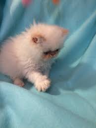 A+ rating with the bbb! Himalayan Persian Cats For Sale Hillsboro Or 224144