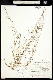 Image result for Bonamia mossambicensis