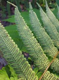 Image result for Thelypteridaceae