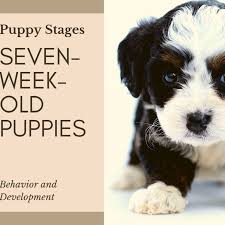 After 12 weeks of age, puppies begin to become less tolerant of new situations, people and animals, making socialization and obedience training more. Puppy Stages Seven Week Old Puppy Behavior And Development Pethelpful By Fellow Animal Lovers And Experts