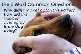 They often won't want to be around others when they die and may seek comfort in. Is My Dog Dying Right Now Read Chapter 3 Of Dr Dressler S Best Seller The Dog Cancer Survival Guide To Get Some Perspective