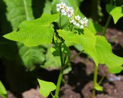 Image result for Fagopyrum