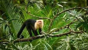 Male and female capuchin monkeys which i want to give out for adoption Capuchin Monkey Breeds Facts Weight Size Diet And All Information A Z