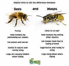 What S The Difference Between Wasps And Bees Http Www Earthrangers Com Wildwire Western Bumble Bee Bees And Wasps Bee Wasp