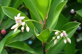 Image result for Ardisia staudtii