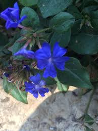 Rubra, is cultivated throughout northern europe, the americas, and china. Gardening Here S Why You Probably Will Never See A Naturally Blue Flower Daily News