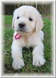 23 Hearts Of Gold Retrievers Ideas Golden Retriever Breeder Gold Retriever Golden Retriever