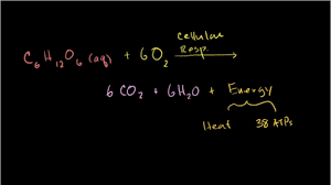 What is necessary for the krebs. Oxidation And Reduction In Cellular Respiration Video Khan Academy