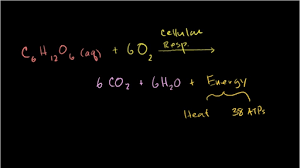 The first stages of respiration occur in the cytoplasm of plant and animal cells, but most of anaerobic respiration. Oxidation And Reduction In Cellular Respiration Video Khan Academy