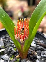 Image result for Daubenya