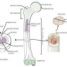 A typical long bone showing gross anatomical features. Cross Sectional View Of A Long Bone Download Scientific Diagram