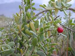 Image result for Lycium mascarenense