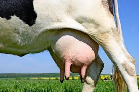 Скачать картинки Вымя коровы, стоковые фото Вымя коровы в хорошем качестве  | Depositphotos