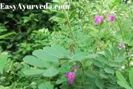 Image result for Tephrosia purpurea