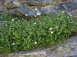 Image result for Landolphia villosa