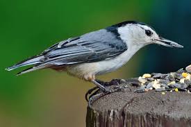 Find popular blue bird with long tail and buy best selling blue bird with long tail from m.banggood.com. Backyard Birds In Michigan 25 Species With Pictures Bird Feeder Hub