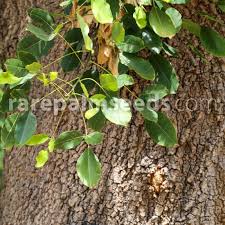 Image result for Erythrina falcata