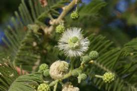 Image result for Acacia pilispina