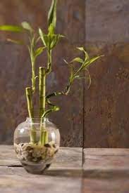 Why Do Lucky Bamboo Plants Turn Yellow Lucky Bamboo Plants Bamboo Plants Bamboo House Plant